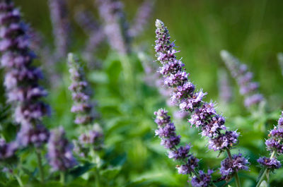 Close-up of purple flowers