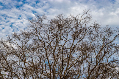 Low angle view of bare trees against sky