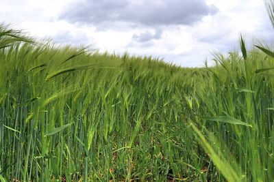 Beautiful and detailed close up view on crop and wheat field textures in northern europe