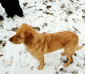 Dog standing on snow field