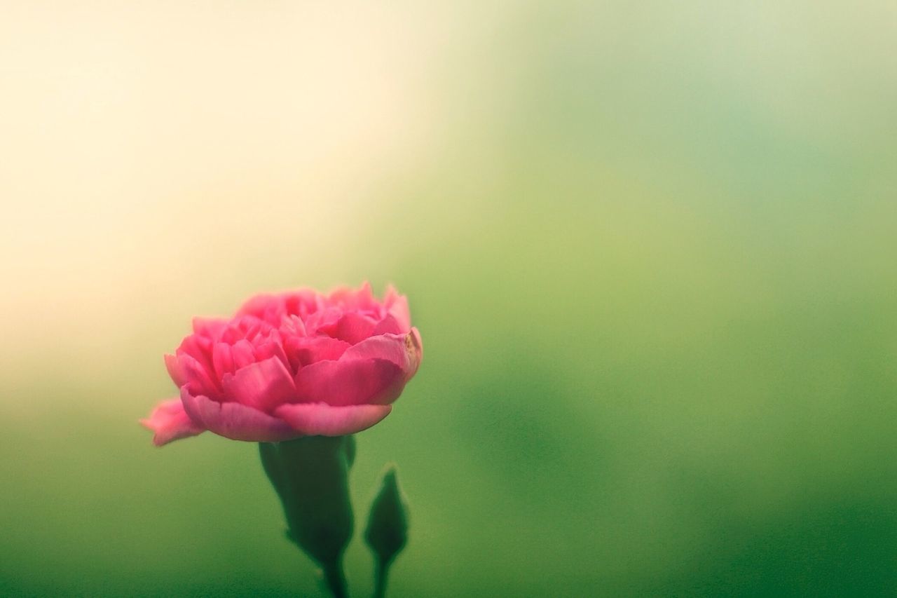flower, petal, freshness, fragility, flower head, beauty in nature, growth, pink color, close-up, focus on foreground, nature, blooming, plant, stem, in bloom, rose - flower, single flower, blossom, bud, selective focus