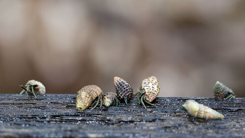 Close-up of dried on wooden table
