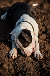 View of a dog sleeping on field