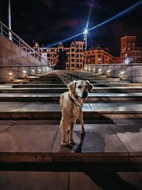Dog standing in illuminated city at night