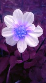 Close-up of flower blooming outdoors