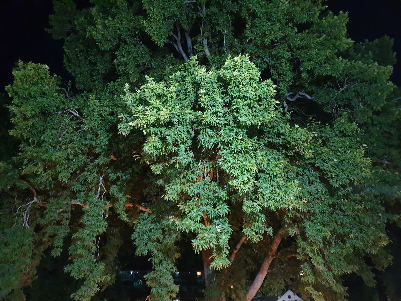 HIGH ANGLE VIEW OF PLANTS GROWING ON LAND