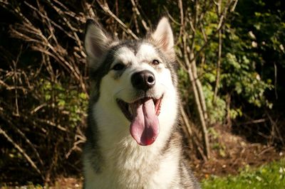 Close-up portrait of a dog