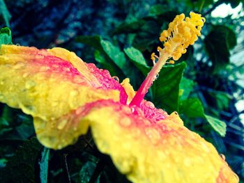 Close-up of yellow flowers