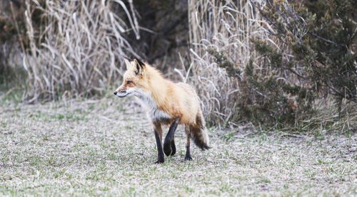 The fire island fox is walking around the side of the road looking for food.