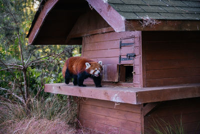 Low angle view of red panda