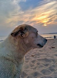 Close-up of dog on beach against sky