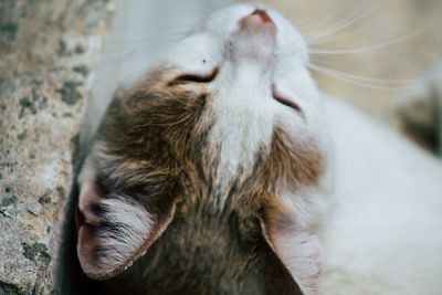 Close-up of cat sleeping