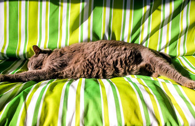 Cat sleeping on striped sofa