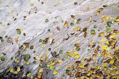 Close-up of leaves