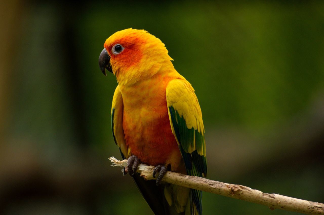 one animal, bird, animal themes, animals in the wild, animal wildlife, perching, yellow, focus on foreground, nature, parrot, no people, red, day, beauty in nature, close-up, outdoors