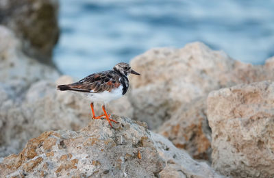 Close-up of bird perching on rock