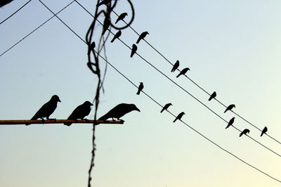 Low angle view of birds perching on cable against sky