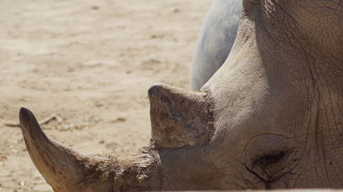 Close-up of elephant on sand