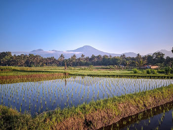 Scenic view of field against clear blue sky