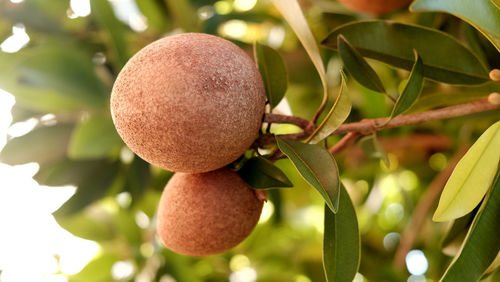 Close-up of sapodilla fruit growing on tree