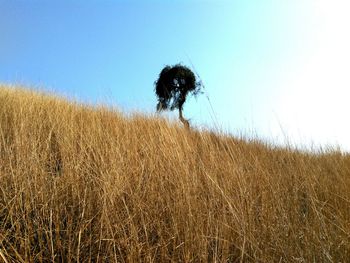 Close-up of fresh tree against clear sky