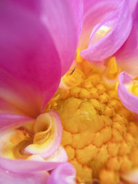 Close-up of pink rose flower