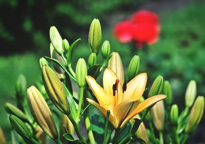 Close-up of yellow flowering plant