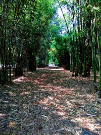 Trees in forest