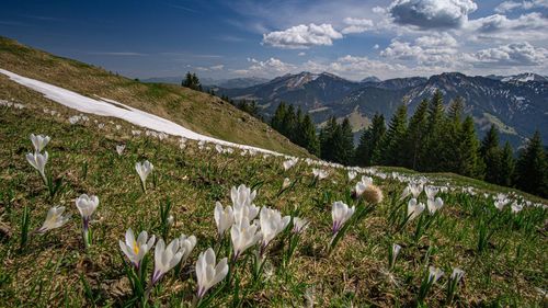 Scenic view of flowering plants on field against sky