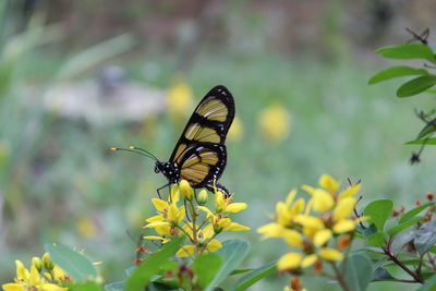 Butterfly pollinating on flower