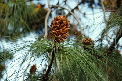 Low angle view of pine cones on tree