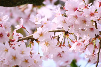 Close-up of pink cherry blossoms