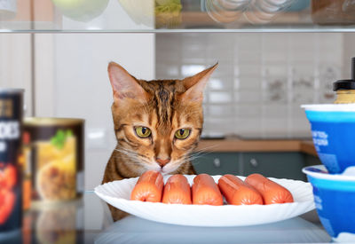 A plate of delicious sausages in the fridge and a domestic cat
