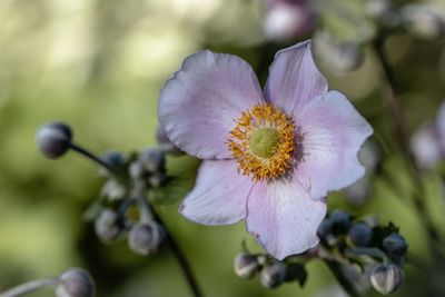 Close-up of purple flower