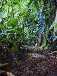 Plants growing in forest