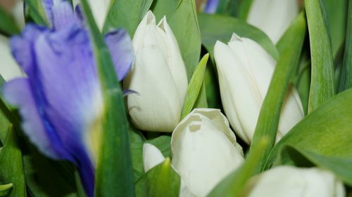 Close-up of flowers blooming outdoors