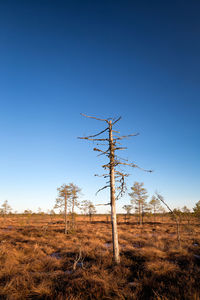 Trees on field against clear sky