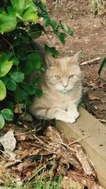 High angle view of cat sitting outdoors