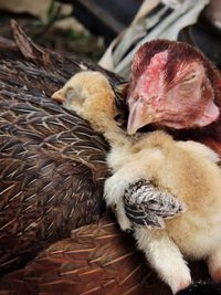  hen rooster  in thailand