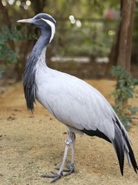 Close-up of a bird perching on a field