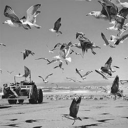 Seagulls flying over sea