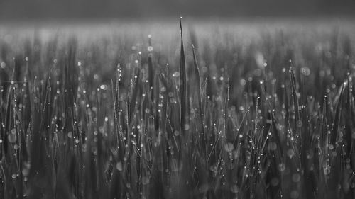 Close-up of wet plants on field