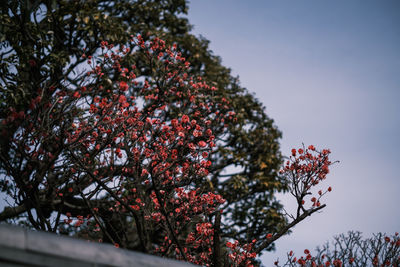 Low angle view of tree against clear sky