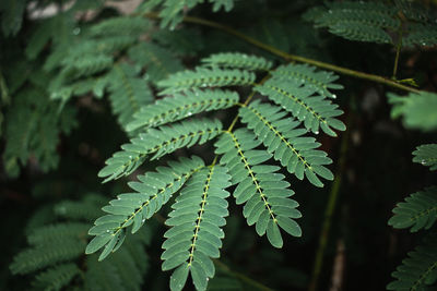 Close-up of green leaves on plant