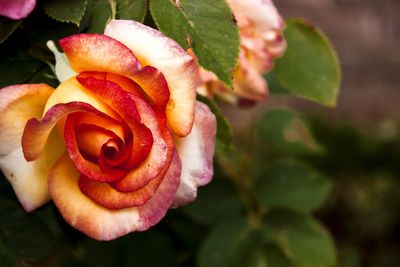 Close-up of rose blooming outdoors