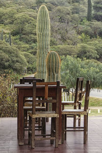 Chairs and cactus on table against trees