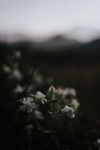 Close-up of flowers blooming outdoors