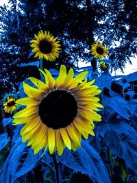 Close-up of sunflower