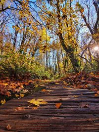 Autumn leaves on footpath in forest