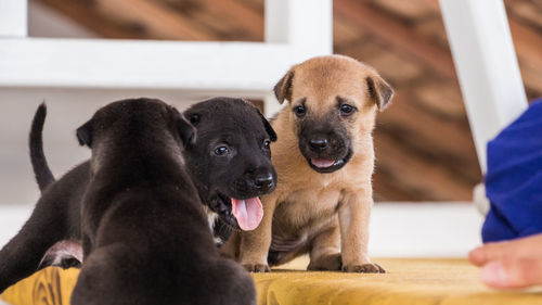 Low section of person with puppy